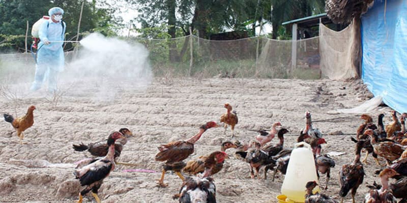 Vệ sinh chuồng trại sạch sẽ để chiến kê phát triển khỏe mạnh