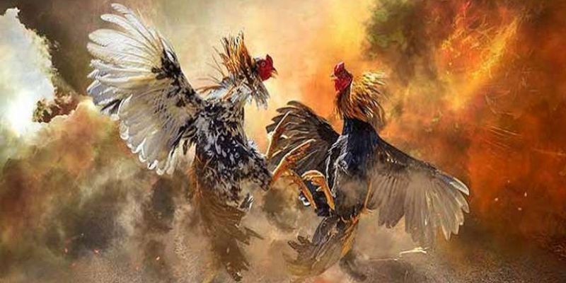 Quy tắc đá gà cựa dao tỉ mỉ mà thành viên cần nắm