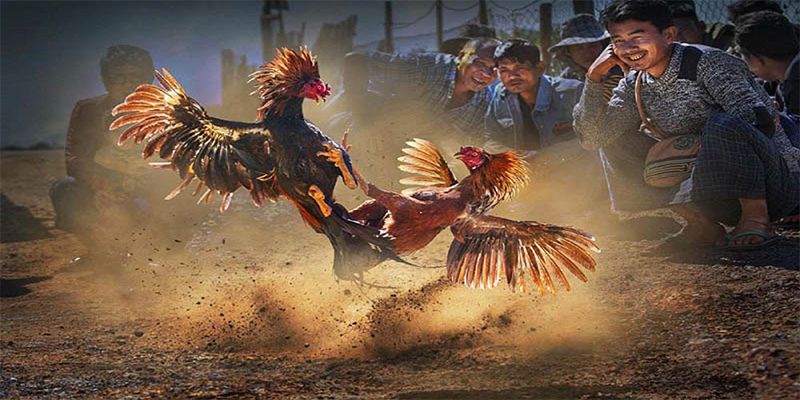 Bí kíp chinh phục chọi gà cựa dao bất bại từ cao thủ